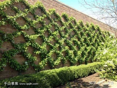圍牆攀爬植物 越旺